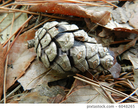 Pinecone 6048265