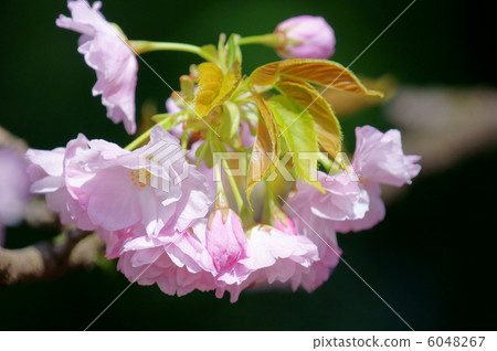 Yae ri櫻花觀賞名稱是Button櫻花。 6048267