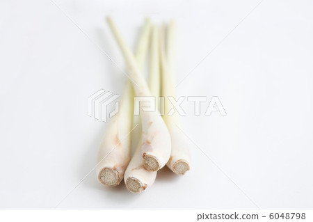 Lemon grass 6048798