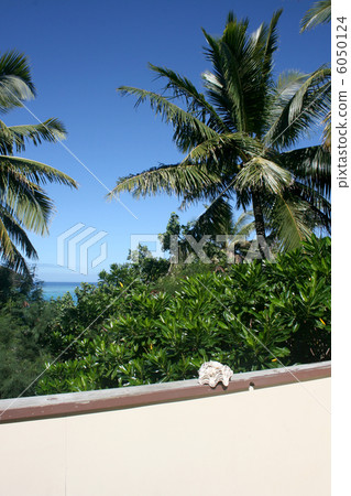 Coconut palms 6050124