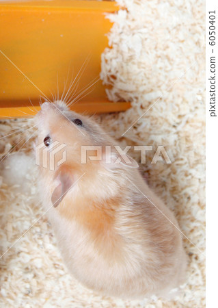 Hamster 6050401