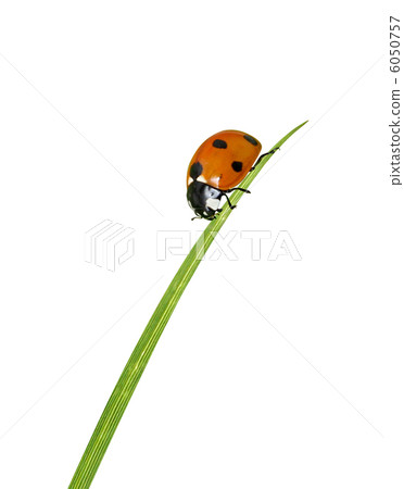 Ladybug on grass Ladybug on grass 6050757