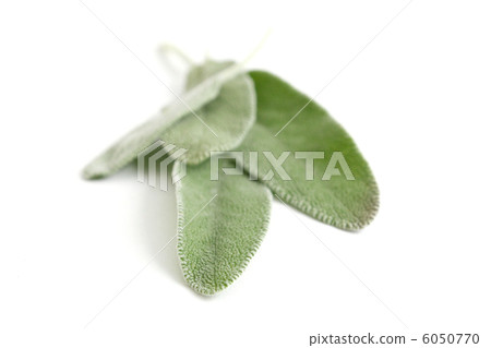 Sage Sage 6050770