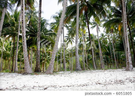 Lots of palms 6051805