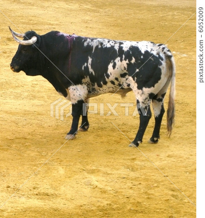 Bull fighting Bull fighting 6052009