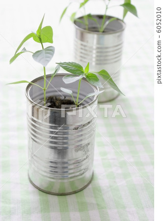 A small plant in a tin can A small plant in a tin can 6052010