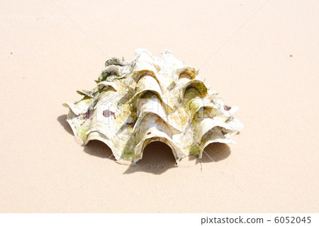Shells 6052045