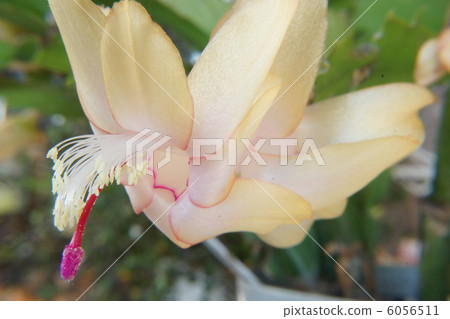 Shakoba Saboten花 6056511