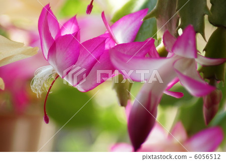 Flower of Shakoba Saboten Flower of Shakoba Saboten 6056512