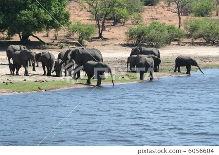 A group of wild elephants 6056604