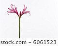 Nerine 6061523