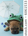 French bulldog sleeping on a raincoat 6061533