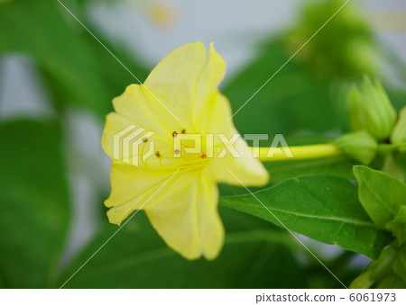 Oshilovena（黃色）花語：總是精力充沛的四點花 6061973
