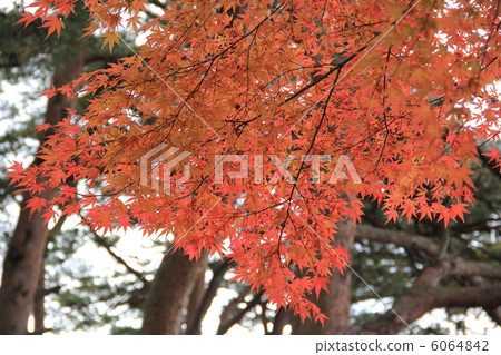 秋天的樹葉 秋天的樹葉 6064842