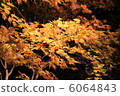 秋天的樹葉 6064843