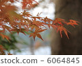 秋天的樹葉 6064845
