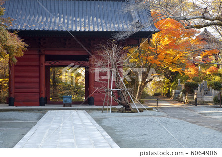 Autumn leaves of Myoji Temple 6064906