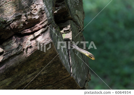Shark snake out facing out of stump hole 6064934