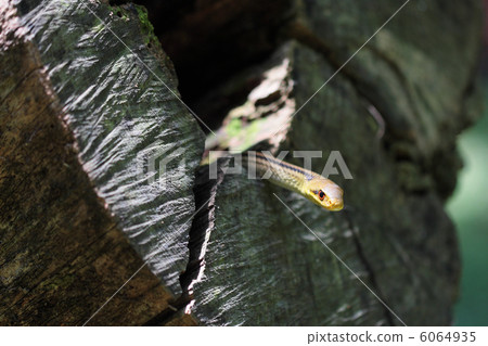 Up of a snake snake showing a face from a stump hole 6064935