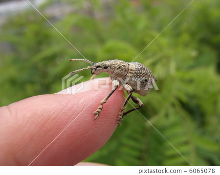 Shiloh cob weevil Shiloh cob weevil 6065078