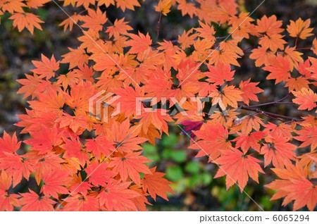 楓葉秋葉 6065294