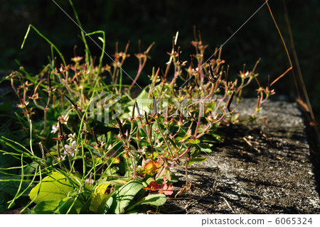 Geranium thunbergii Geranium thunbergii 6065324