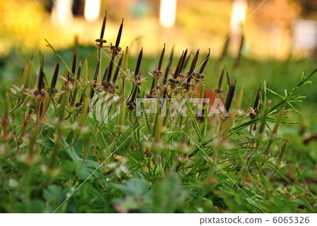 Geranium thunbergii 6065326