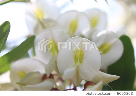 Flower of falseacacia Flower of falseacacia 6065868