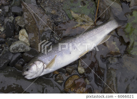 知床/巖谷 6066021