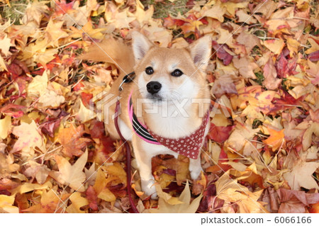 Shiba Inu和落葉2 6066166