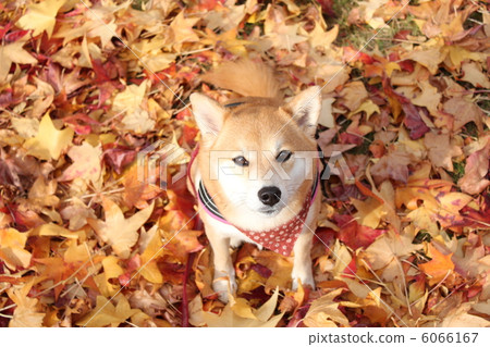 Shiba Inu和落葉1 Shiba Inu和落葉1 6066167