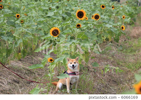 Shiba Inu和向日葵 Shiba Inu和向日葵 6066169