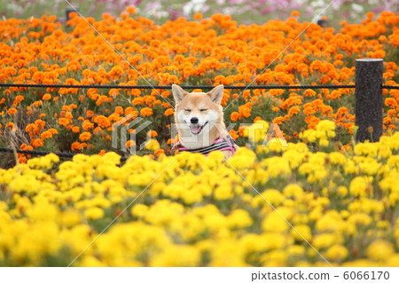 Mary gold和Shiba Inu 2 Mary gold和Shiba Inu 2 6066170