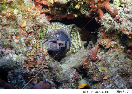 Moray Eel (Muraena Helena) in its hole. 6066222