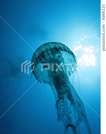 Jellyfish (Nocticula Pelagia) in back-light 6066225