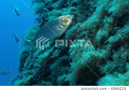 A couple of Sarpa Salpa fishes. A couple of Sarpa Salpa fishes. 6066228
