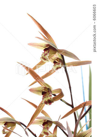 黃綠 黃綠 6066603