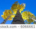White birch 6066661