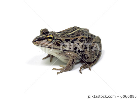 A frog 6066895