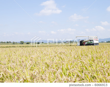 水稻收穫 6066913