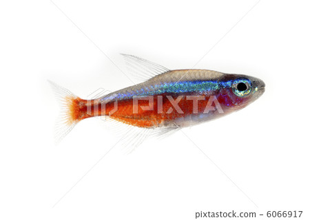 Cardinal tetra 6066917