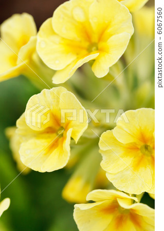 spring flowers 6067560