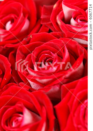 red roses 6067714