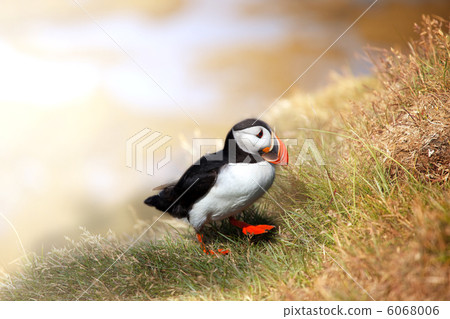 Puffin Puffin 6068006