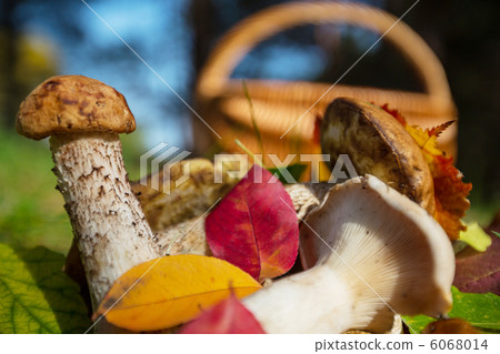 Mushroom Mushroom 6068014