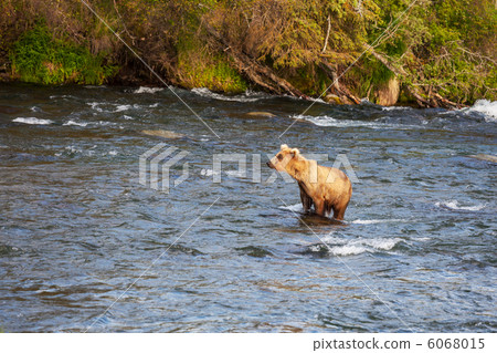 Bear on Alaska Bear on Alaska 6068015