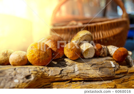 Mushroom Mushroom 6068016