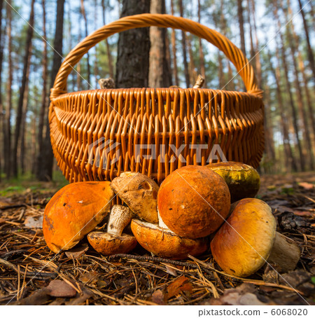 Mushroom Mushroom 6068020
