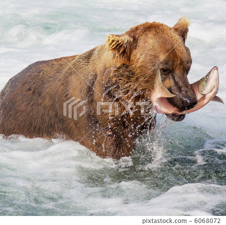 Bear on Alaska 6068072