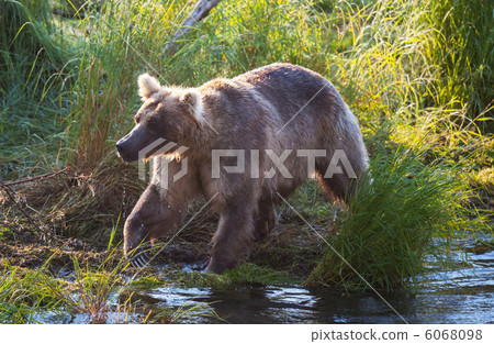 Bear on Alaska 6068098